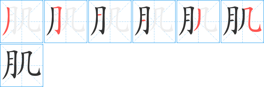 肌字的笔顺分布演示