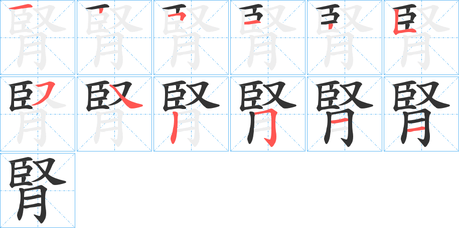 腎字的笔顺分布演示