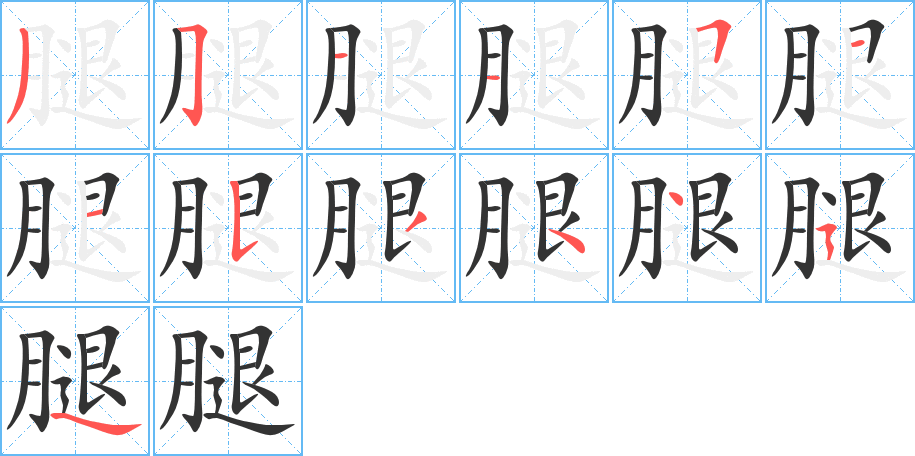 腿字的笔顺分布演示